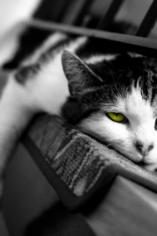сонный, кошка, сон, кот