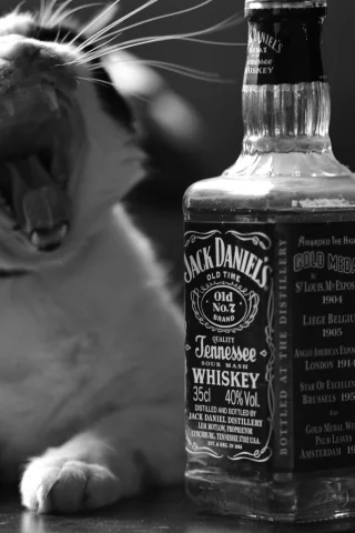 кошка, jack daniels, алкоголь, пасть, виски, черно-белое
