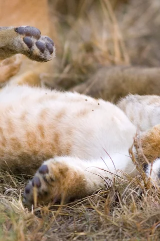 львенок, кошка, лев, хищник