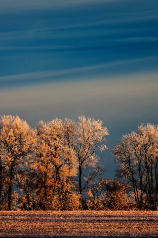 небо, иней, поле, зима, деревья, природа