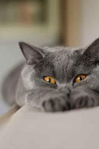 фон, взгляд, кошка