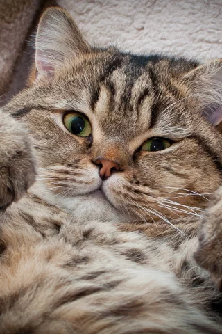 взгляд, сдаёмсу, котэ
