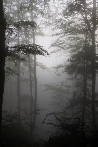 коряги, деревья, туман, лес, силуэты