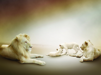 лев, львица, играют, львы, львята, семейство, белые