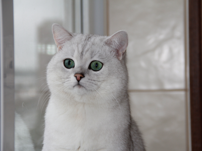британская шиншилла, окно, кошка, зеленые глаза