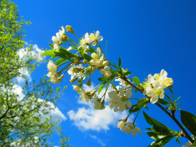 ветка, весна, цветение, blossom, вишня