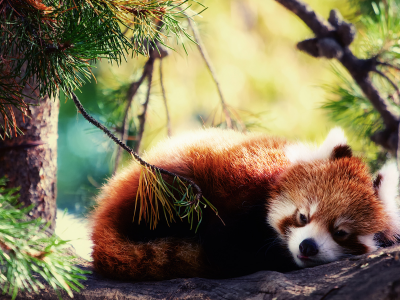 спит, firefox, красная панда