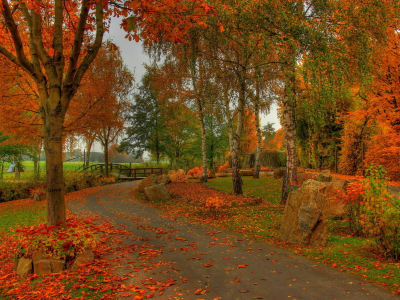 мостик, парк, березы, листья, осень