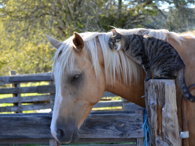 дружба, лошадь, кот, кошка, конь