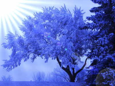 дерево, иней, зима, солнечные лучи, блики