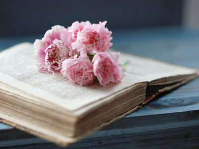 книга, розовые, цветы, страницы, гвоздики, старая