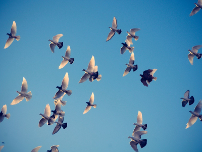 птицы, голуби, полет, небо, крылья