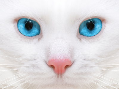 close up , красивая белая кошка, beautiful white cat, micro, kitten