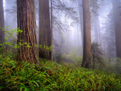 природа, весна, утро, сша, лес, калифорния, redwoods, туман