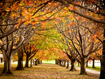 осень, парк, краски, деревья, ветви, аллея, листва