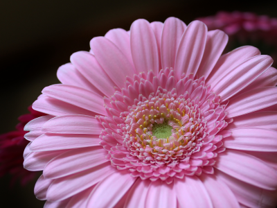 лепестки, petals, розовый, pink, гербера, цветок, gerbera, flower