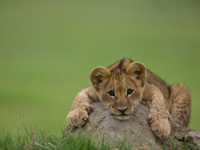 лев, хищник, кошка, львенок