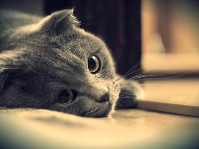 глаза, кот, британец, серый, котэ, взгляд, британский