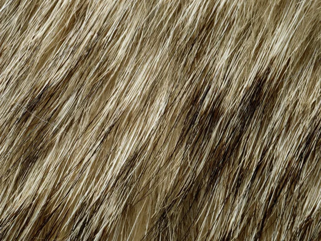 мех, фон на рабочий, animal texture, текстура