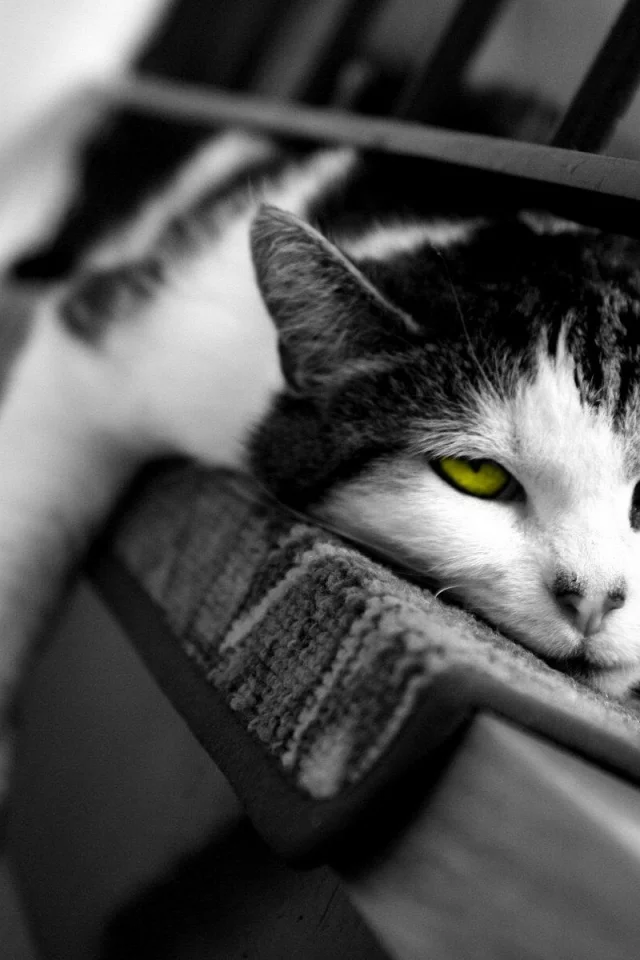 сонный, кошка, сон, кот
