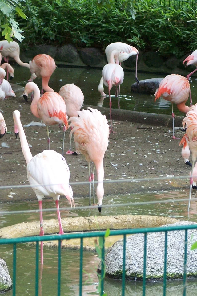 Фламинго, Берлинский зоопарк