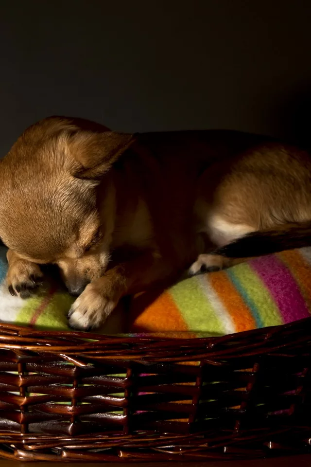 chihuahua, собака, дом