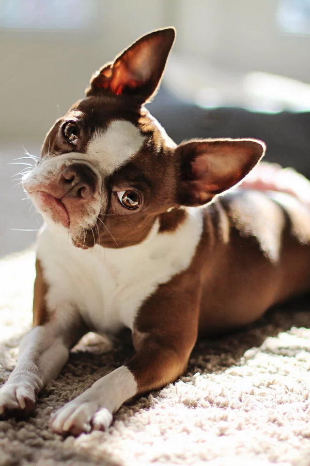собака, взгляд, red boston terrier