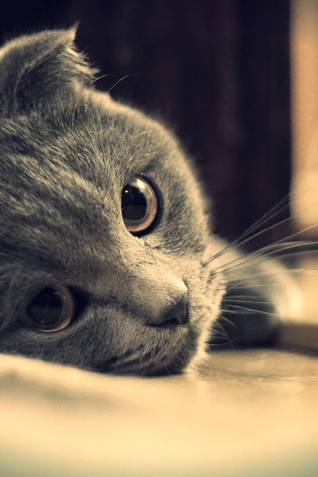 глаза, кот, британец, серый, котэ, взгляд, британский