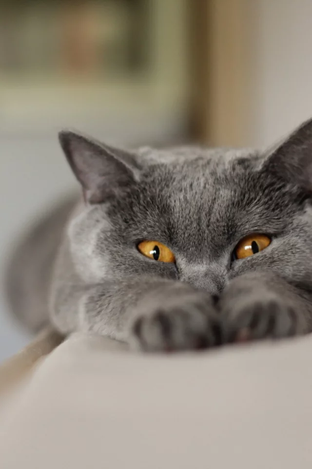 фон, взгляд, кошка