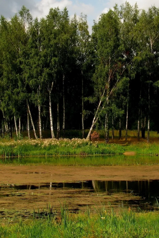 болото, пейзаж, деревя, лес, березы, трава, тучи, берег