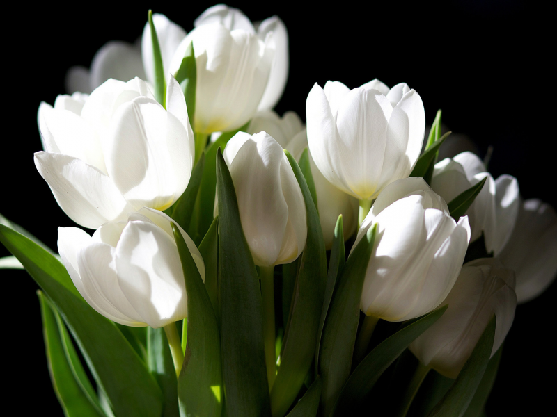 цветы, белые, темный фон, букет, тюльпаны
