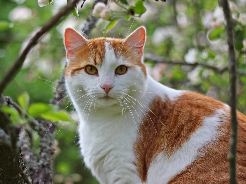 кот, усы, ветки, дерево, рыжий, кошка, морда, котэ