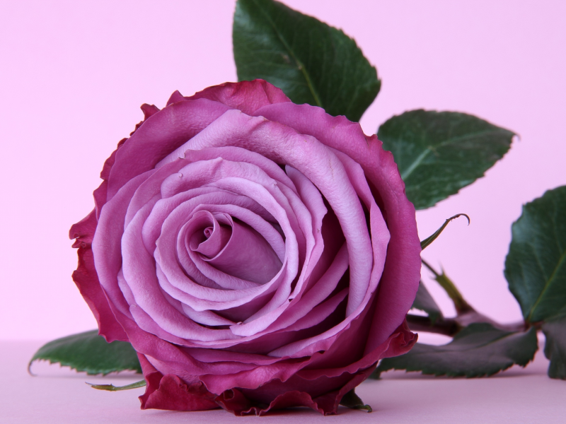 violet, фиолетовый, цветок, роза, purple, flower, rose