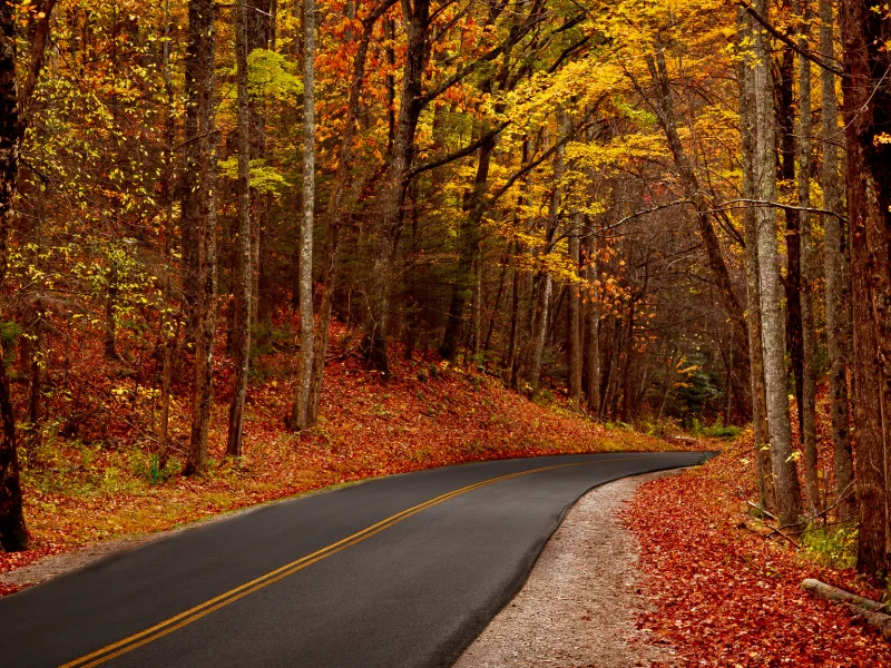 forest, autumn, nature, trees, park, лес, листья, walk, leaves, деревья, hdr