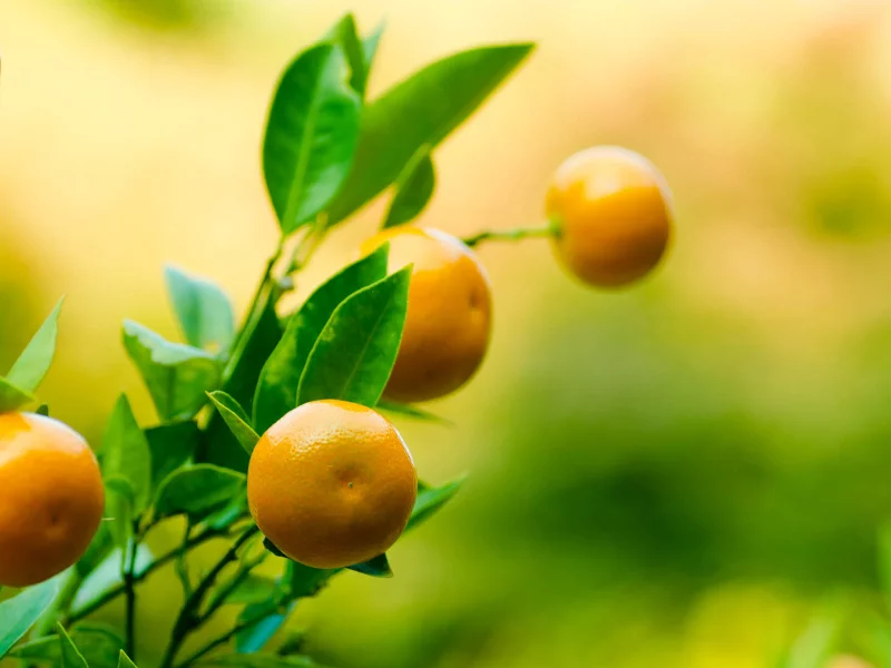 tangerine, фрукт, мандарин, листья, танджерин, ветка