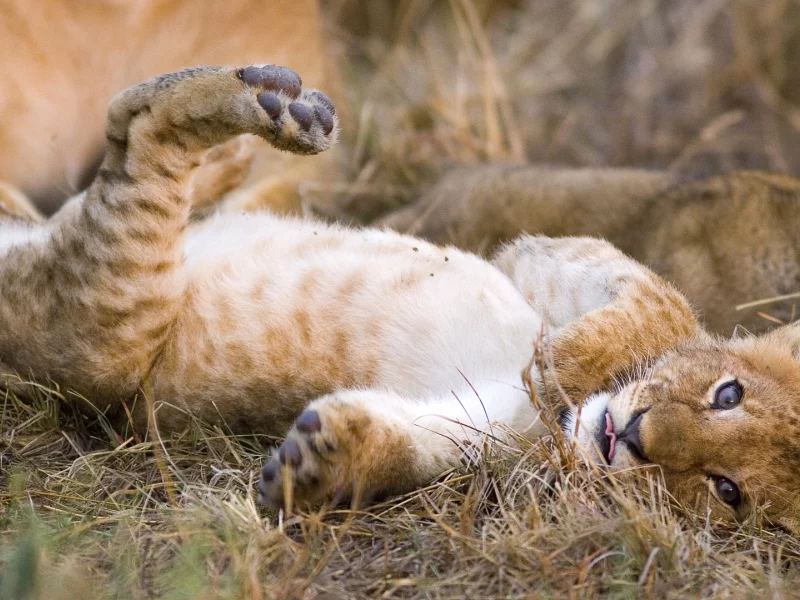львенок, кошка, лев, хищник