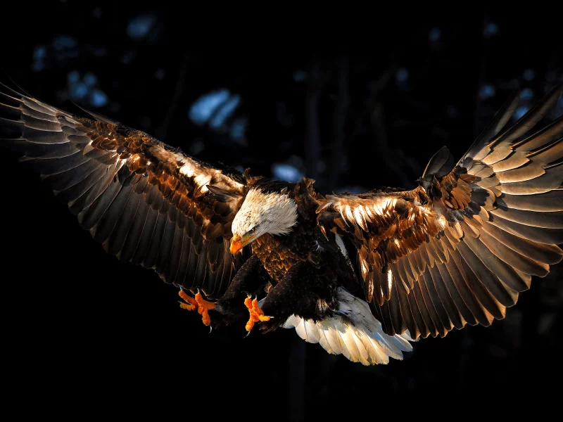 птица, орел, крылья, eagle