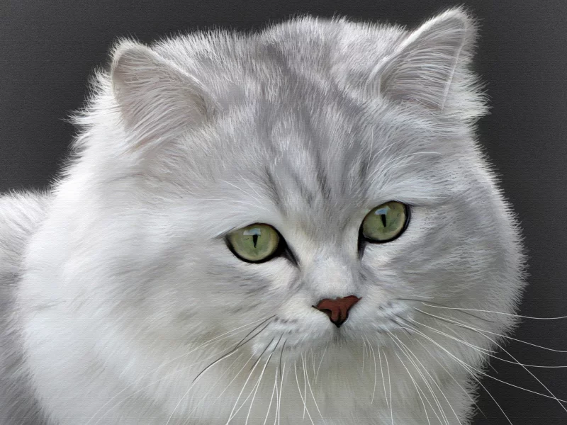 британская длинношерстная, кошка, кот