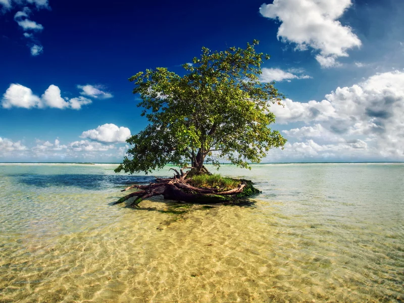 mayan riviera, море, дерево, mexico