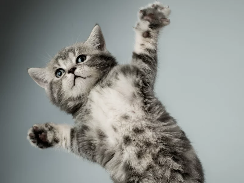 котенок, серый, кошка, лапы, белый