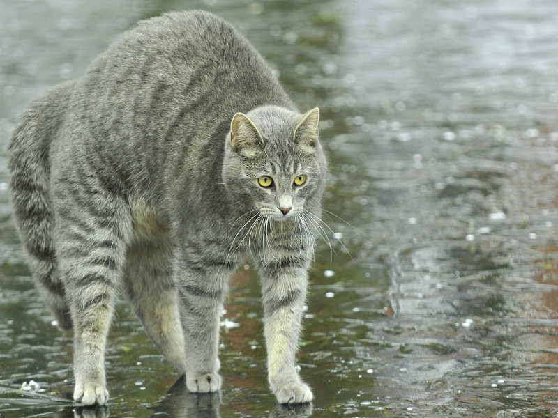 улица, спина, лужи, дугой, кот, кошка, дождь