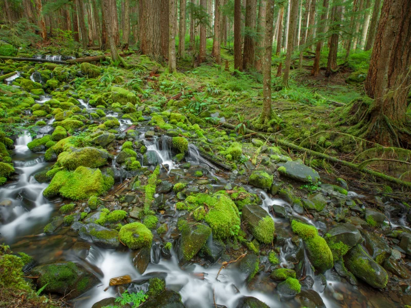 olympic national park, камни, мох, лес, деревья, ручей