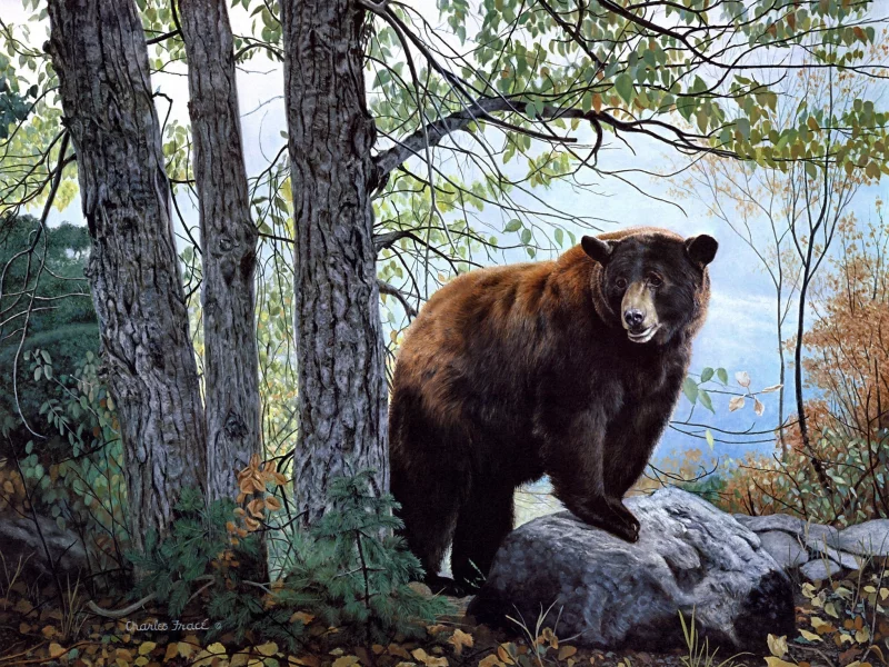 бурый медведь, morning watch, nature, charles frace, painting, bear, forest