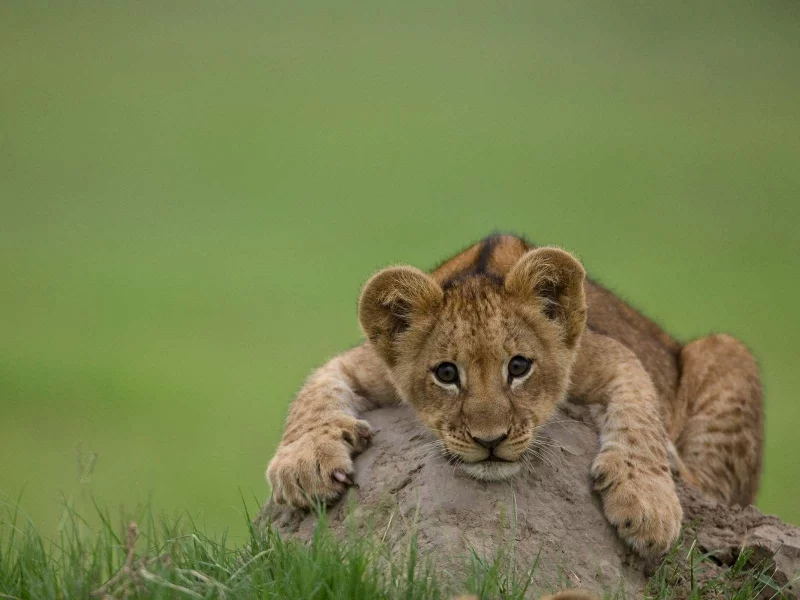 лев, хищник, кошка, львенок