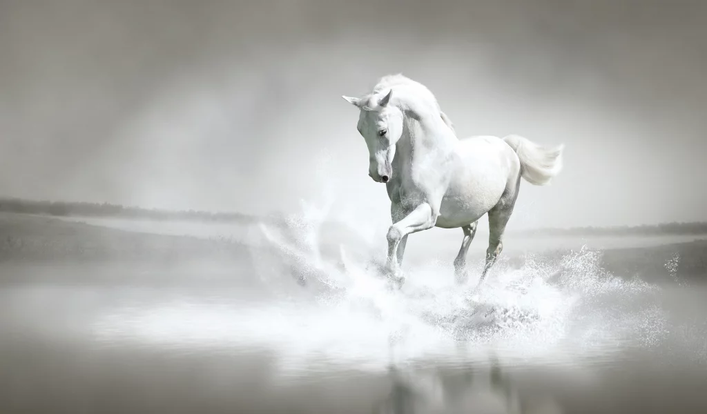 лошадь, бег, берег, вода, река, брызги