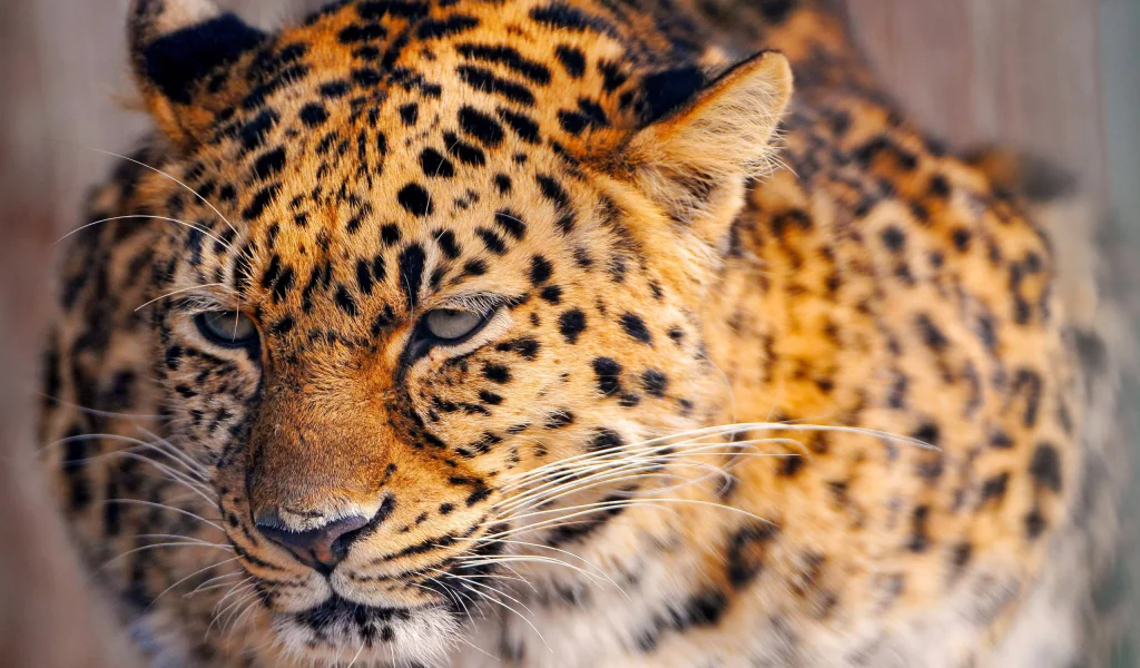 киса, леопард, leopard
