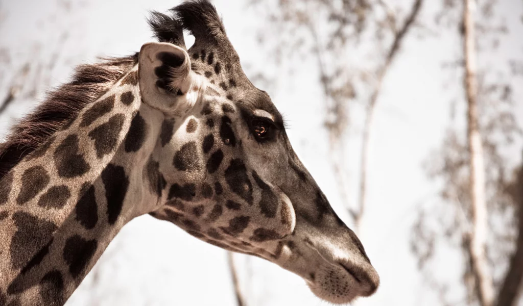 animal, природа, жираф, макро, giraffe