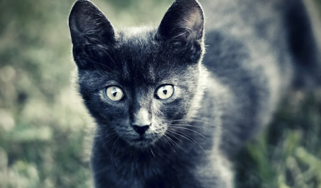 котенок, кошка, серый, шерсть, глаза, взгляд, животные
