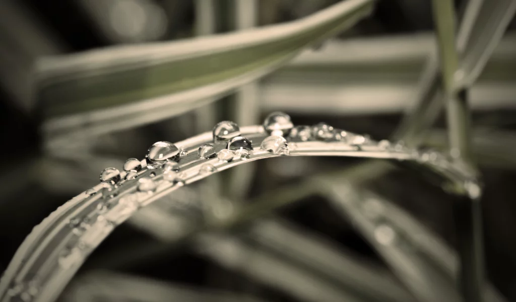 дождь, капли, вода, macro, трава, макро
