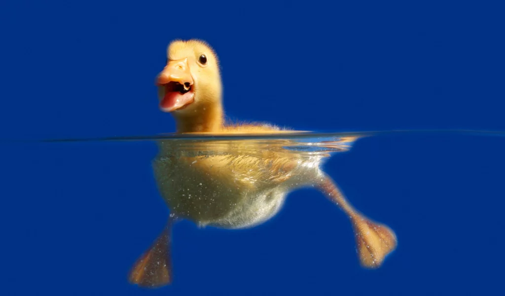 утёнок, вода, лапки, синий, фон